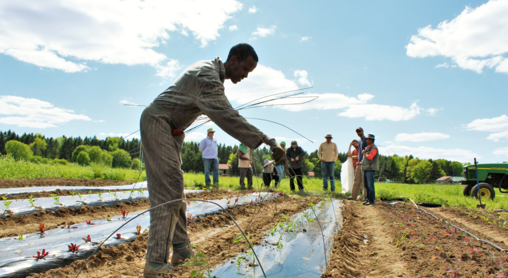 Fagas Salah standing over a bed of young plants on a bright sunny day